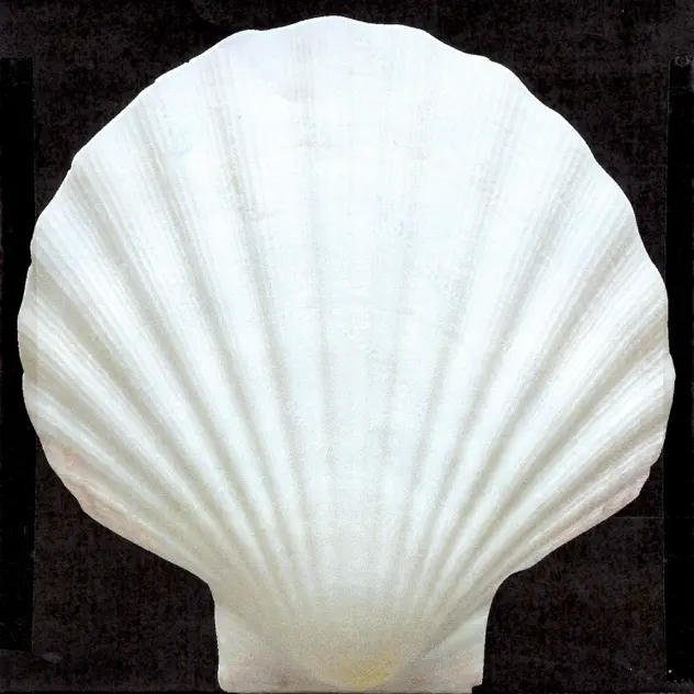 “II” with Riva out now